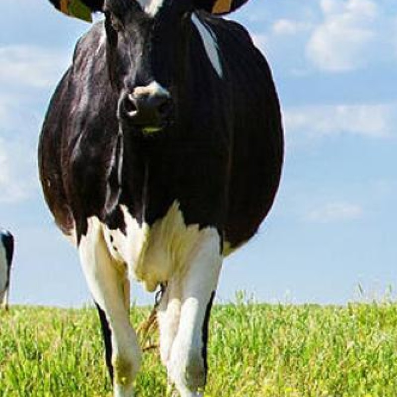 L80 Farm Milker Machine Part M - Agriculture Farming Livestock 评论和价格