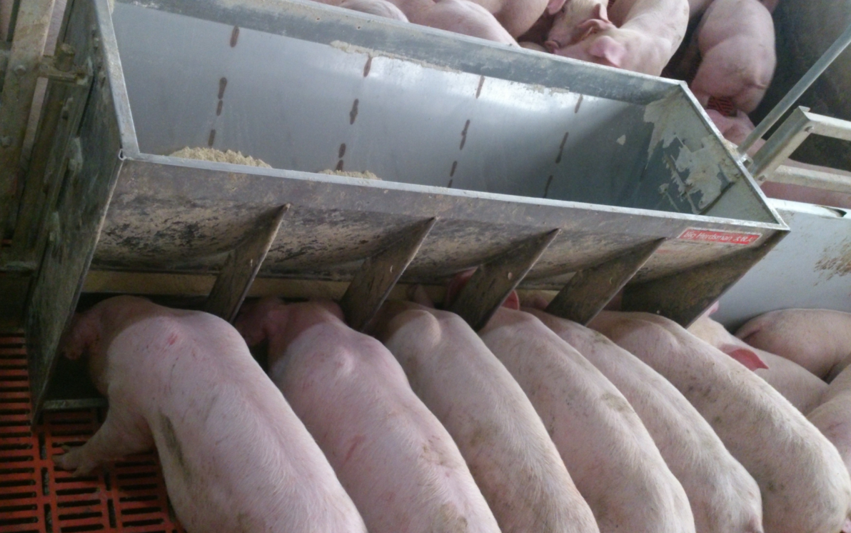 Stainless Steel Double Side Fe - Agriculture Farming Livestock 评论和价格